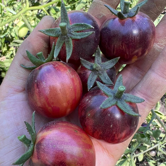 Tomate Black Strawberry