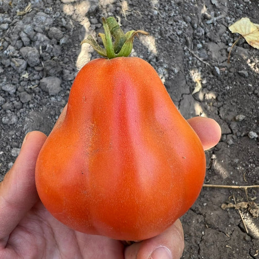 Tomate Canestrino