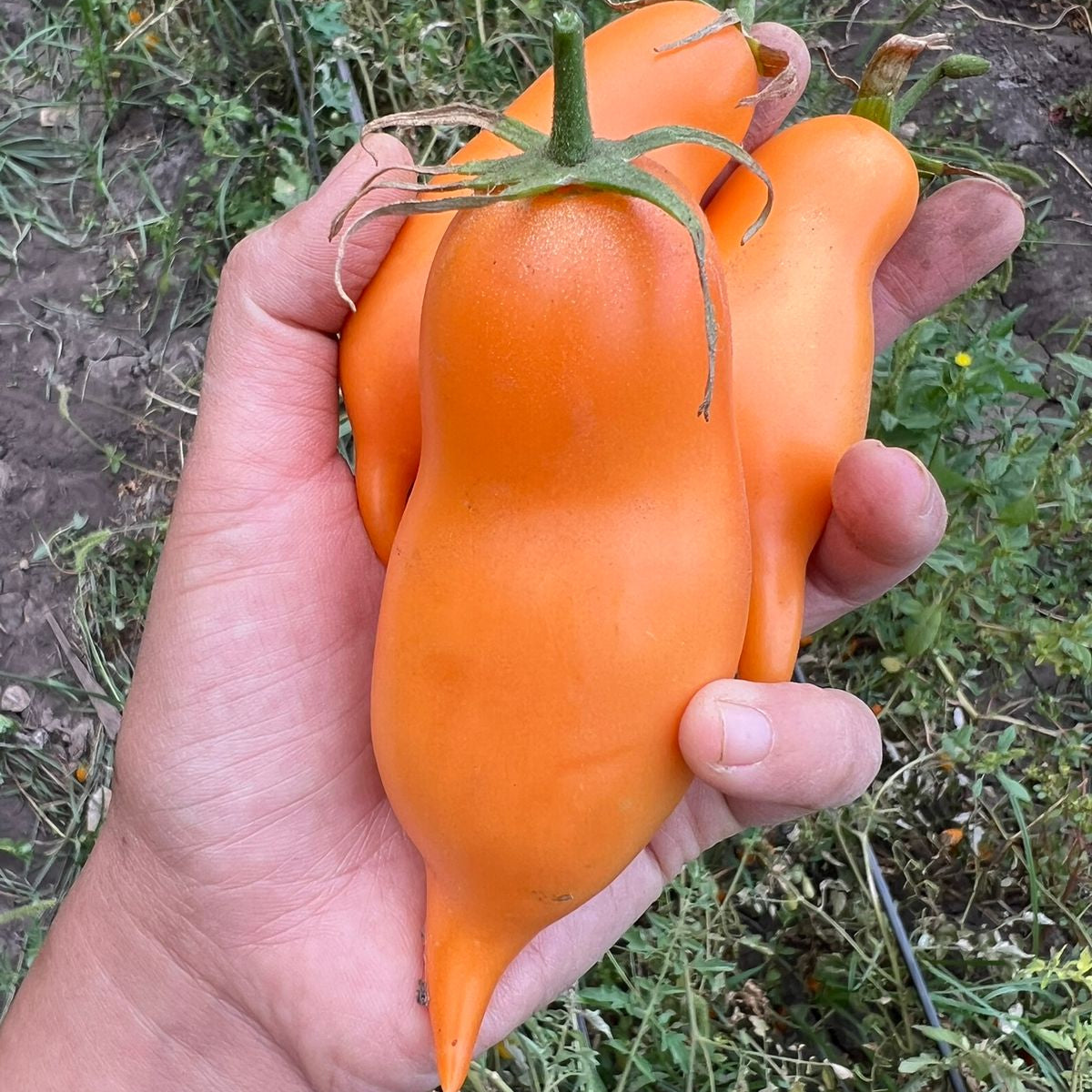 Tomate Burantino