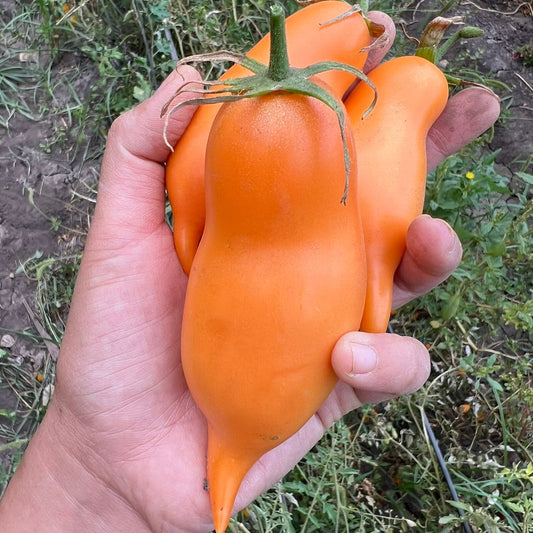 Tomate Burantino