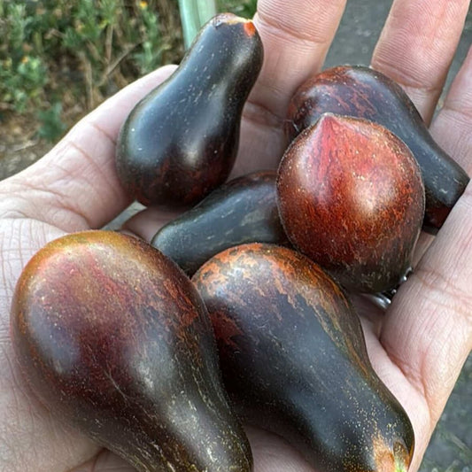 Tomate Teclas Negras