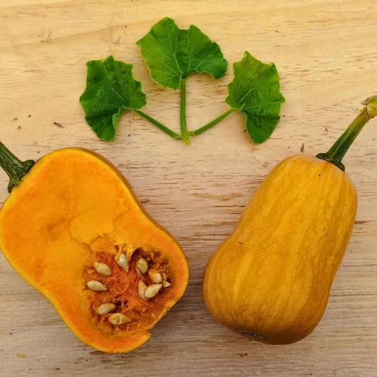 Zapallo Honey Nut