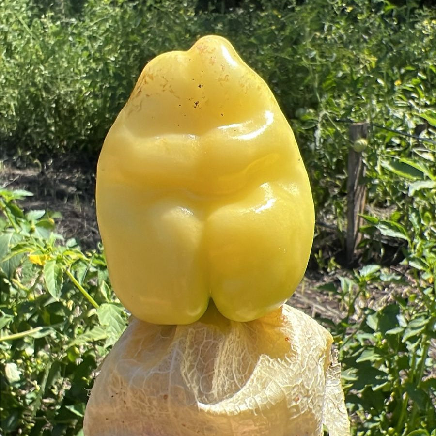 Tomatillo Queen of Malinalco