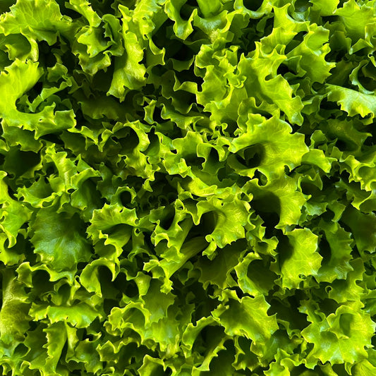 Lechuga Lollo Bionda (5ud)