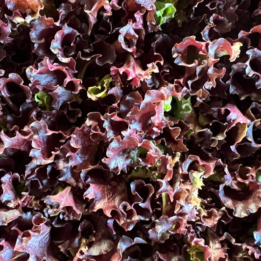 Lechuga Lollo Rosa (5ud)