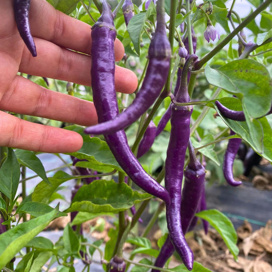 Aji Buena Mulata