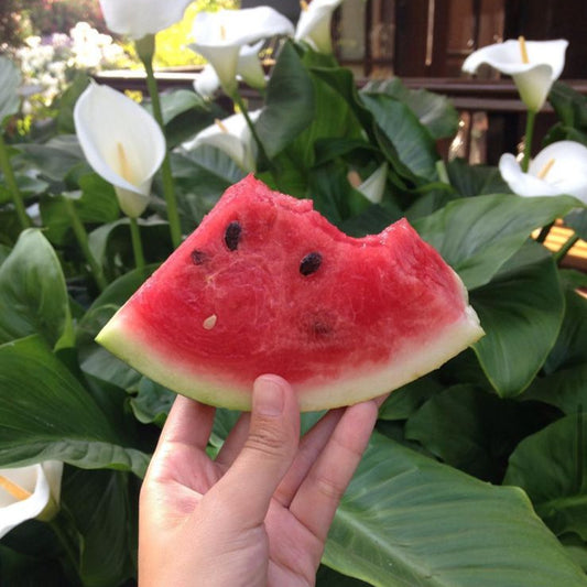 Sandia