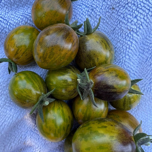 Tomate Primary Colors