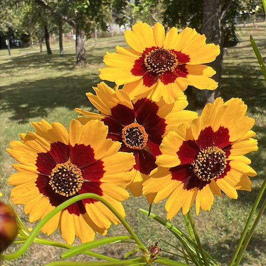Coreopsis