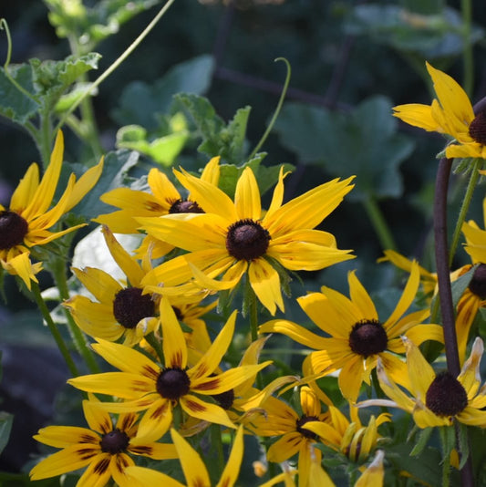 Rudbeckia (2ud)