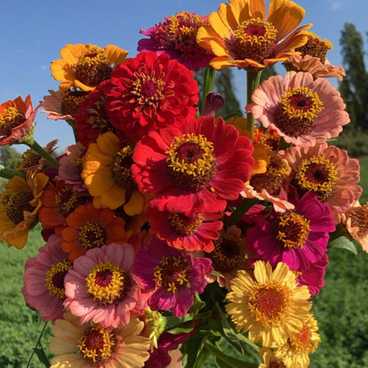 Zinnias