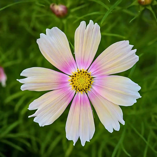Cosmos Apricot Lemonade