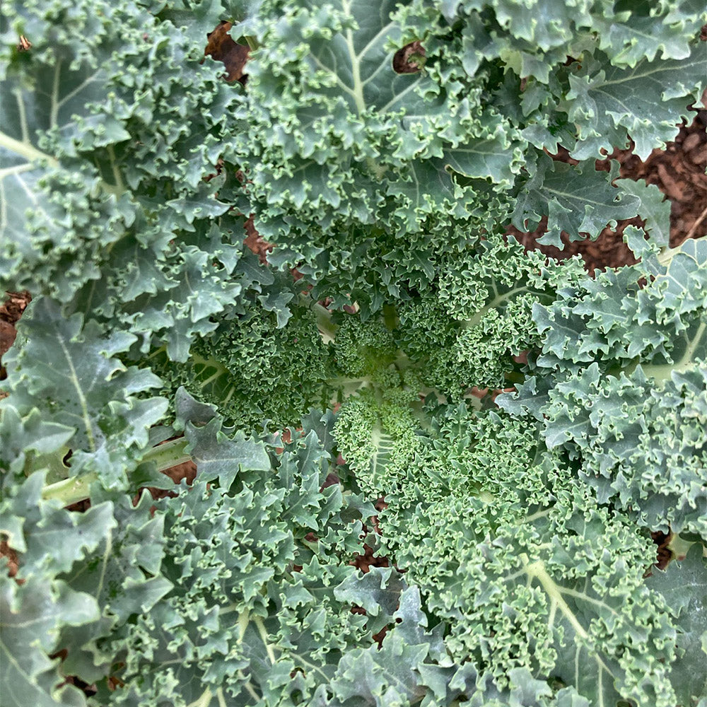 Kale Crespo Verde (3ud)