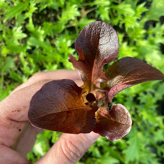 Lechuga Marina Morada (5ud)