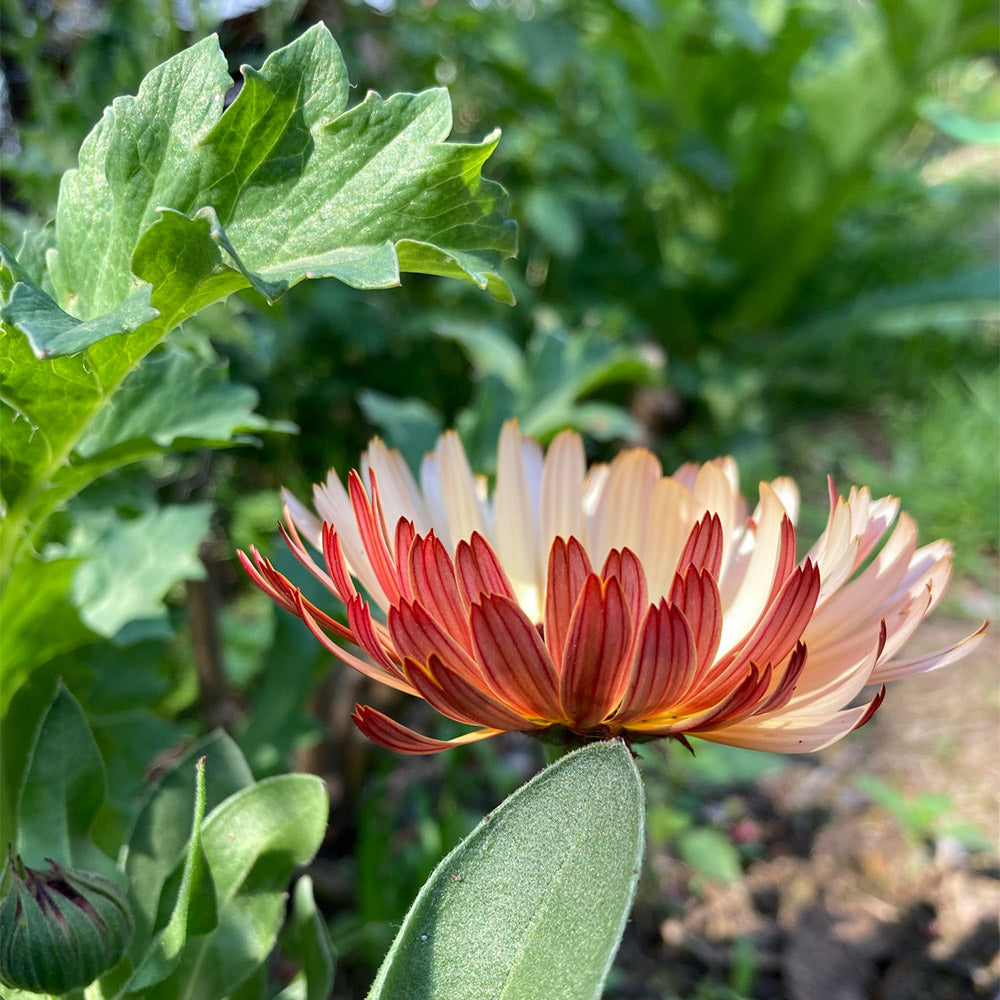 Calendula Frutilla