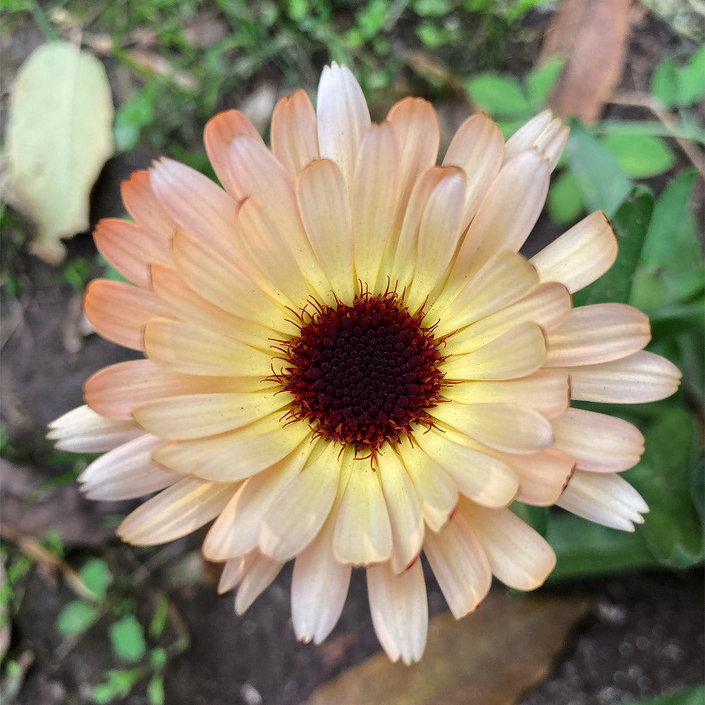 Calendula Frutilla