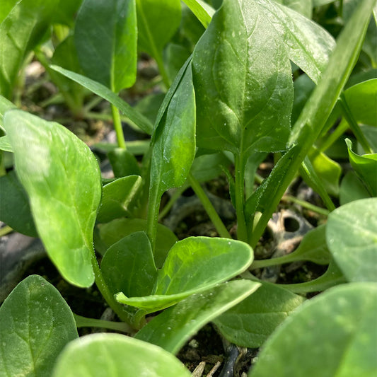 Espinaca (4ud)