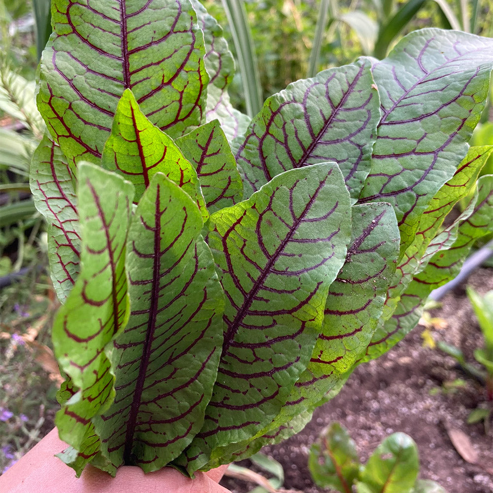 Rumex (2ud)
