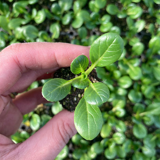 Tatsoi (3ud)