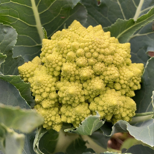 Romanesco (3ud)
