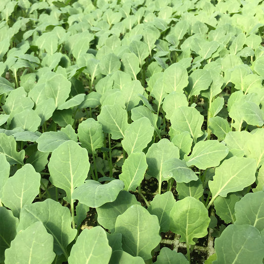 Brocoli (3ud)
