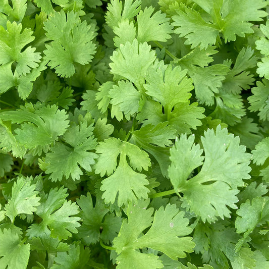 Cilantro