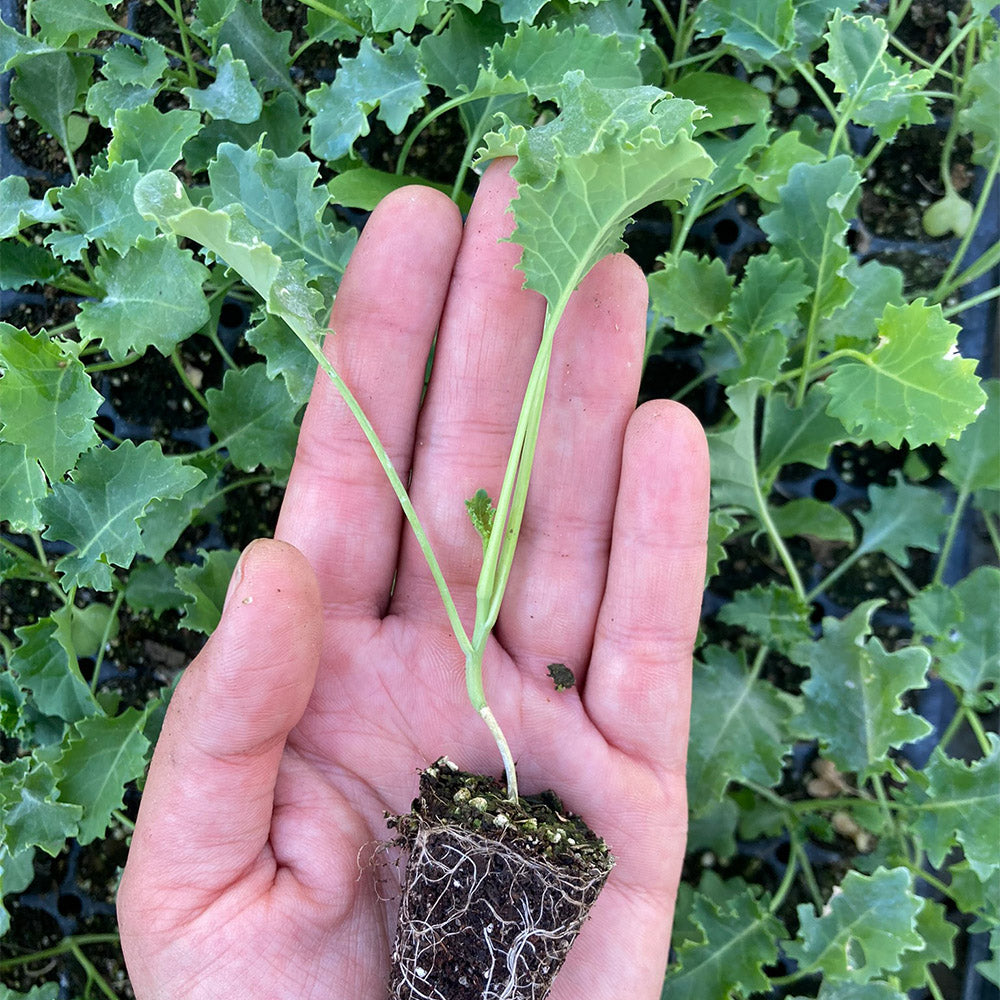 Kale Crespo Verde (3ud)