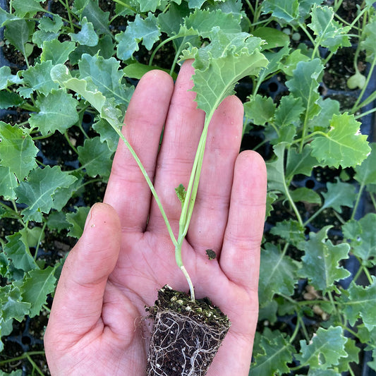 Kale Crespo Verde (3ud)