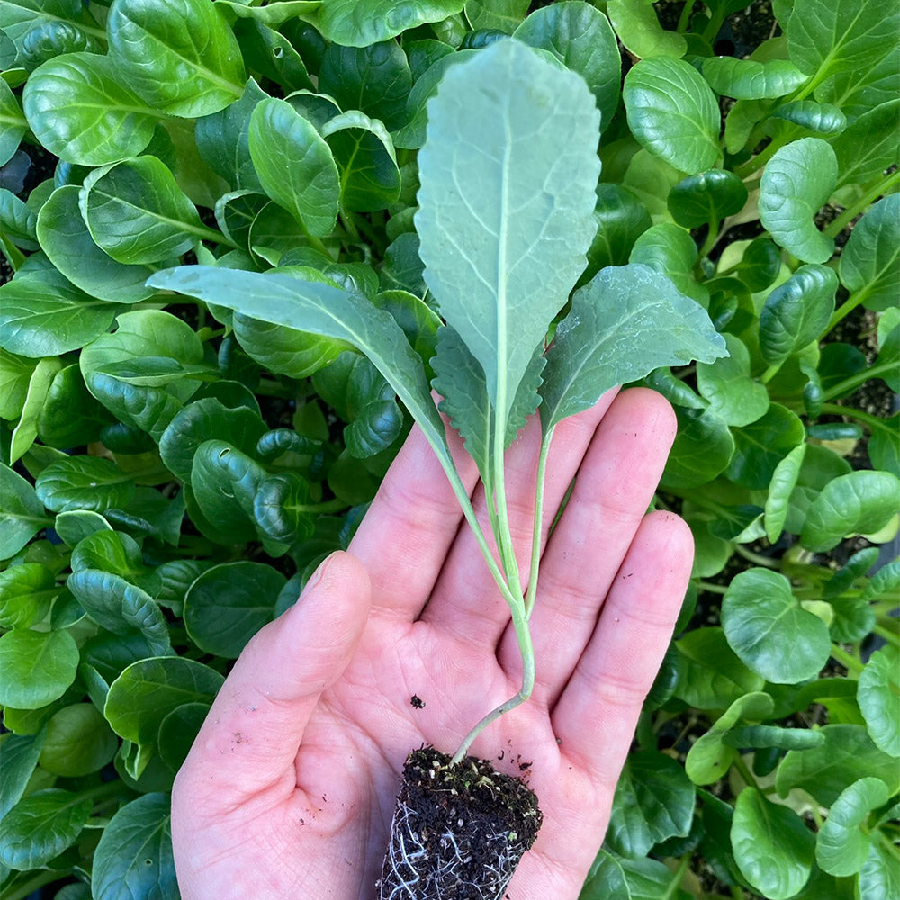 Kale Lacinato (3ud)