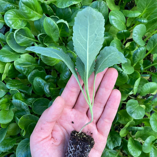 Kale Lacinato (3ud)