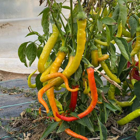 Pimiento Corbacci