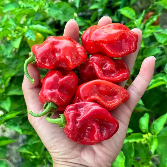 Aji Habanero Rojo