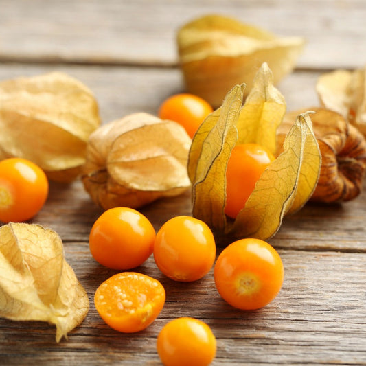 Physalis