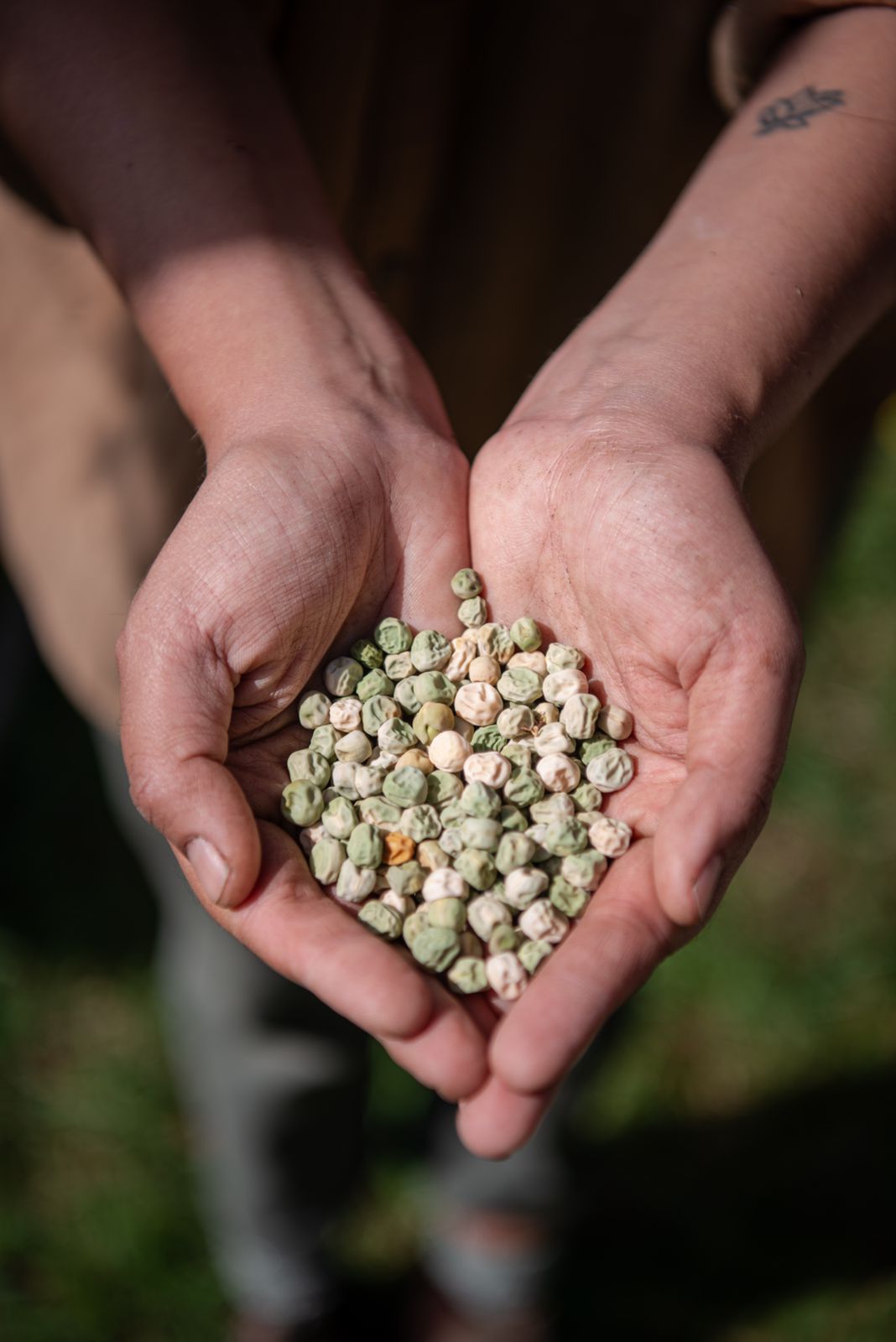 Semillas agroecológicas