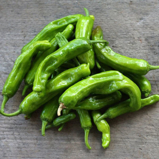 Aji Shishito