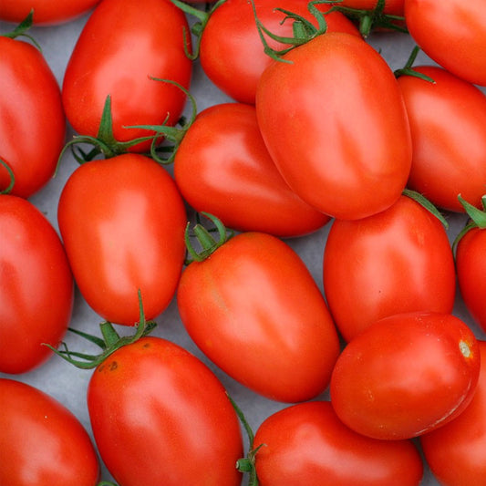 Tomate Roma (SALSA)